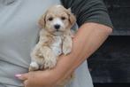 Maltipoo pups direct beschikbaar, Dieren en Toebehoren, 8 tot 15 weken, Buitenland, CDV (hondenziekte), Meerdere