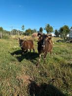 Soay schapen, broer en zus, Dieren en Toebehoren, Meerdere dieren, Schaap, 3 tot 5 jaar
