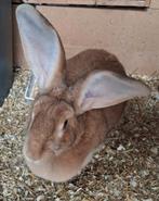 Vlaamse reus, Dieren en Toebehoren, Vrouwelijk