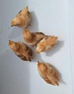 Serama kuikentjes, Dieren en Toebehoren