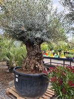 Olijfboom Olea Europaea Bonsai, Ophalen, Olijfboom