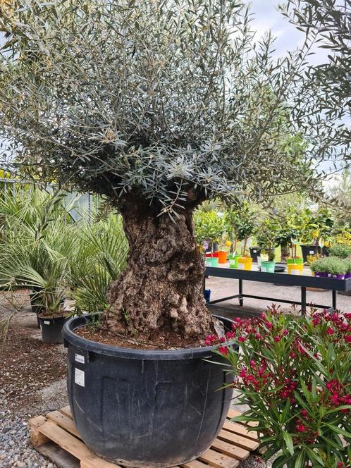 Olijfboom Olea Europaea Bonsai, Tuin en Terras, Planten | Bomen, Olijfboom, Ophalen