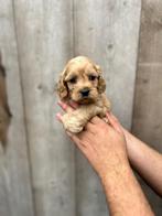 Jolis chiots Cockapoo, Plusieurs, Parvovirose, Belgique, Plusieurs animaux