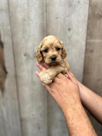 Jolis chiots Cockapoo disponible aux enchères