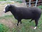 zwartbles ram, Dieren en Toebehoren, Februari, Mannelijk