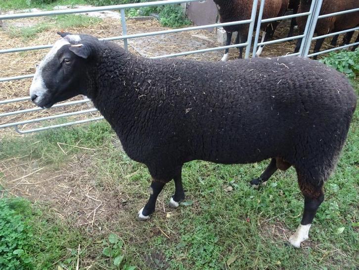 zwartbles ram, Dieren en Toebehoren, Overige Dieren, Mannelijk, Februari