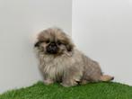 Pekingees pups, Dieren en Toebehoren, Honden | Chihuahua's en Gezelschapshonden, België, 8 tot 15 weken, Meerdere, CDV (hondenziekte)