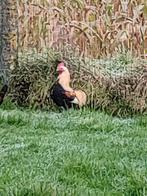 Jong krielhaantje ruilen, Dieren en Toebehoren, Pluimvee, Mannelijk, Kip