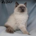 Ragdoll kittens te koop, Dieren en Toebehoren, Meerdere dieren, Gechipt, 0 tot 2 jaar