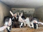 Jonge vleeskonijnen, Meerdere dieren, Groot, 0 tot 2 jaar