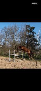 4 jarige merrie, Dieren en Toebehoren, Paarden, Merrie, Springpaard, 3 tot 6 jaar