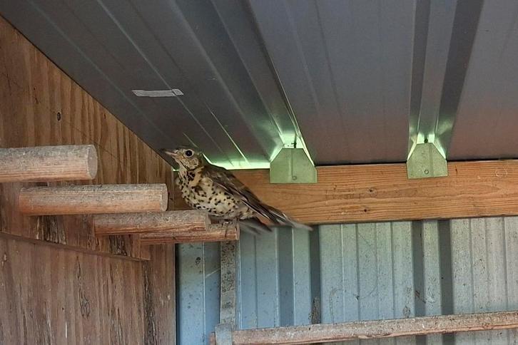 Grote lijsters 2025 (3 mans en 2 poppen) met DNA, Dieren en Toebehoren, Vogels | Overige Vogels, Wildzangvogel, Meerdere dieren