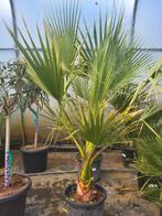 Washingtonia filifera, souche 20/30, total 80/90, Enlèvement ou Envoi