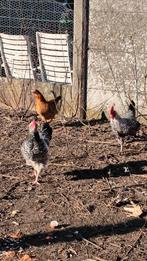 Haan Mechelse koekoek