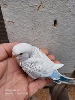 Grasparkieten baby voor handopfok, Dieren en Toebehoren, Vogels | Parkieten en Papegaaien, Parkiet, Tam