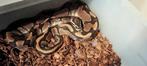 3.0 Ball python male group, Dieren en Toebehoren, Slang, 3 tot 6 jaar