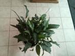 Plante  fleur de lune ou spathiphyllum, Plante à fleurs, Enlèvement, En pot, Moins de 100 cm