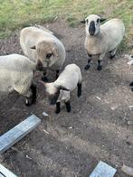 Hampshire down ramlam, Dieren en Toebehoren, Schapen, Geiten en Varkens, Mannelijk, Schaap, 0 tot 2 jaar