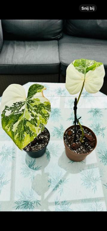 Philodendron gloriosum tricolor variegata beschikbaar voor biedingen