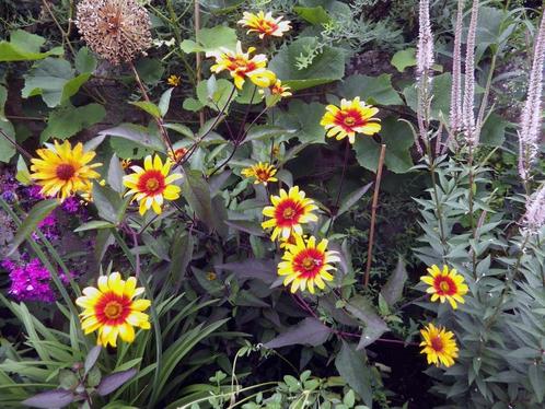 Overschot winterharde Tuinplanten & Bloemen: €.1,00/pot., Tuin en Terras, Planten | Tuinplanten, Vaste plant, Ophalen
