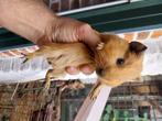 Cavia beertjes, Dieren en Toebehoren, Knaagdieren, Cavia, Mannelijk, Mei, Tam