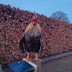 Coqs Serama, Animaux & Accessoires, Mâle, Poule ou poulet