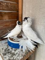 Duiven te koop, Dieren en Toebehoren, Vogels | Duiven, Meerdere dieren, Overige soorten