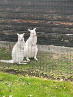 Kangoeroe koppel, Dieren en Toebehoren, Overige Dieren, Maart, Meerdere dieren