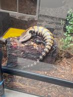 Blauwtongskink, Dieren en Toebehoren, Overige soorten, 0 tot 2 jaar