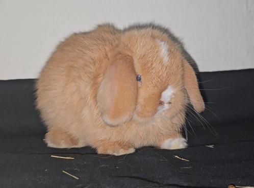 Minilop voedster, Dieren en Toebehoren, Konijnen, Dwerg, Vrouwelijk, 0 tot 2 jaar, Hangoor