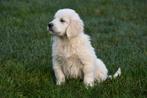 Chiots Golden Retriever à vendre, Golden retriever, Plusieurs, Parvovirose, Belgique