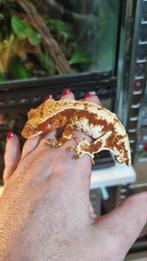 Wimpergekko crested gecko