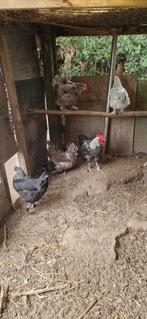 Marans blauw zilver en splash jongen 2025, Dieren en Toebehoren, Pluimvee, Kip