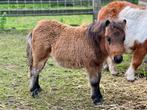 Shetlandpony hengstje veulen, Dieren en Toebehoren, Hengst, Gechipt, 0 tot 2 jaar