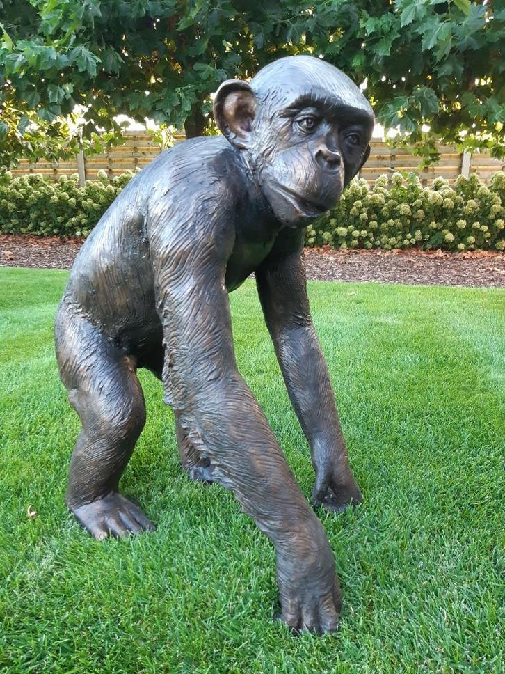 BRONZEN PRACHTIGE CHIMPANSEE BINNEN OF BUITEN 1300 IPV 2287!, Tuin en Terras, Tuinbeelden, Nieuw, Dierenbeeld, Overige materialen