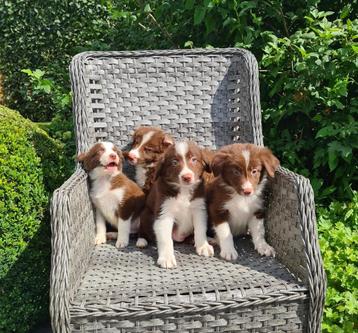 border collie pups beschikbaar voor biedingen