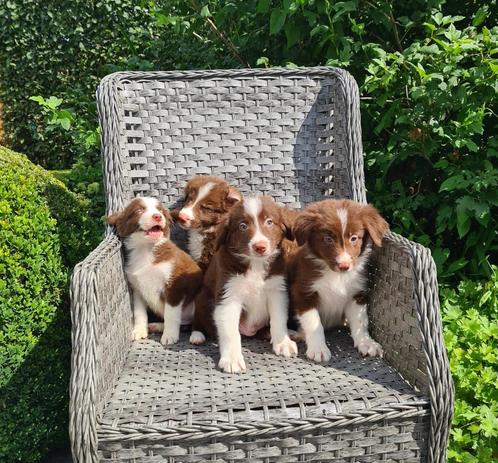border collie pups, Dieren en Toebehoren, Honden | Herdershonden en Veedrijvers, Meerdere dieren, Collie, Fokker | Professioneel