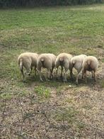 1 bok en 4 ooien 5 jonge schapen, Meerdere dieren, Schaap, 0 tot 2 jaar