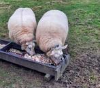 2 mooie grote schapen te koop, Animaux & Accessoires, Moutons, Chèvres & Cochons, Mouton, Femelle, 3 à 5 ans