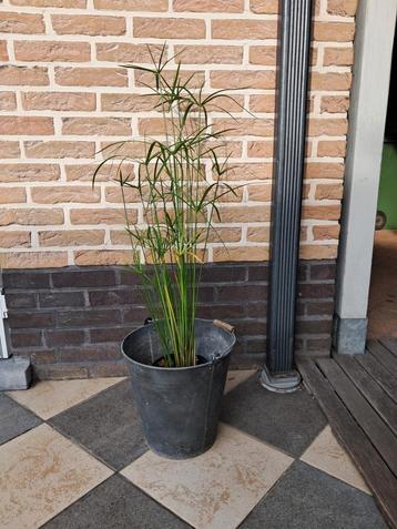 Parapluplant beschikbaar voor biedingen