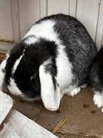 Hangoor rammelaar zoekt een nest, Dieren en Toebehoren, Konijnen, Hangoor