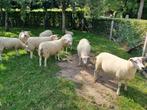 Swifter fokooien, Dieren en Toebehoren, Schapen, Geiten en Varkens, Vrouwelijk, Schaap, 0 tot 2 jaar