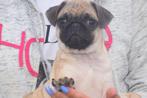 Mopshond pup, België, 15 weken tot 1 jaar, Reu, CDV (hondenziekte)