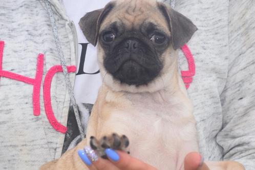 Mopshond pup, Dieren en Toebehoren, Honden | Bulldogs, Pinschers en Molossers, Reu, Bulldog, Fokker | Professioneel, Eén hond