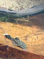 Jonge wabenmuncher, Dieren en Toebehoren, Vissen | Aquariumvissen, Vis, Zoetwatervis, Schoolvis