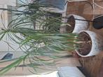 dracaena, Huis en Inrichting, Kamerplanten, Ophalen, 100 tot 150 cm, Palm, Halfschaduw