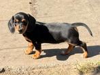Prachtige black & tan dwergteckeltjes klaar voor vertrek, Dieren en Toebehoren, Honden | Teckels en Dashonden, België, CDV (hondenziekte)