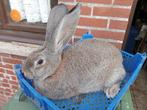 jonge konijn (Vlaamse Reus), Dieren en Toebehoren, Groot