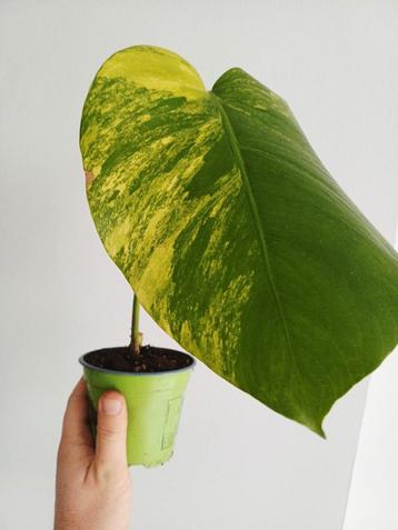 Monstera Aurea marmorata  beschikbaar voor biedingen