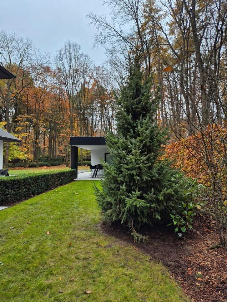 Wie wilt dit jaar schitteren met kerst en Nieuwjaar 2026, Tuin en Terras, Planten | Bomen, Ophalen of Verzenden